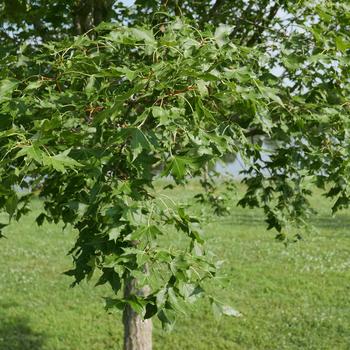 Acer truncatum 