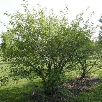 Amelanchier x grandiflora