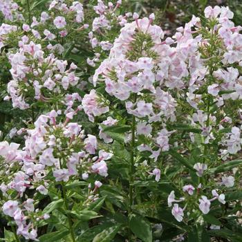 Phlox paniculata 'Mauve' 