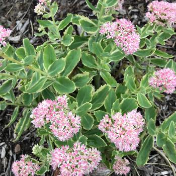 Sedum telephium 'Frosted Fire' 