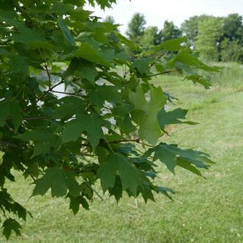 Acer saccharum 'Flashfire®'