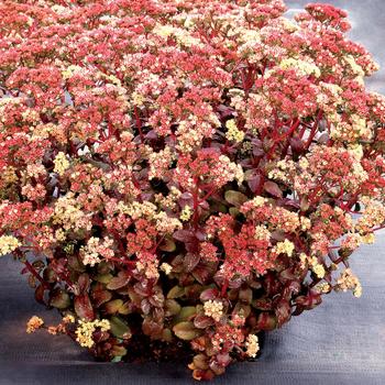 Sedum telephium 'Peach Pearls'