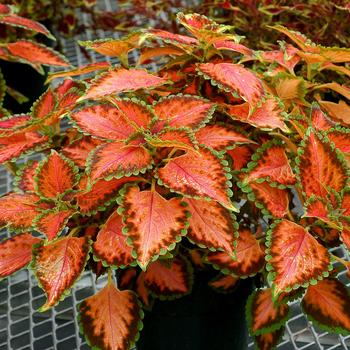 Coleus 'Peach Julep' 