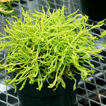 Coleus scutellarioides 'Mad Medusa' 