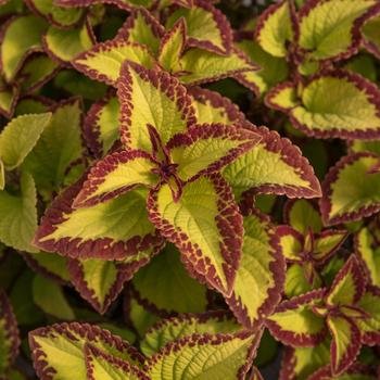 Coleus scutellarioides Stained Glassworks™ 'Velvet'