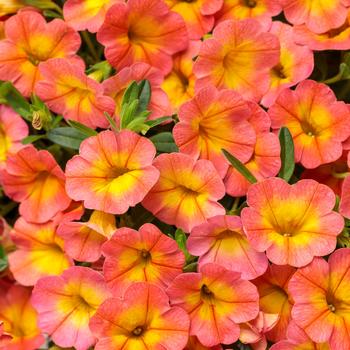 Calibrachoa 'Coral Sun' USPPAF, Can PBRAF