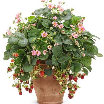 Fragaria x ananassa 'Pink' 