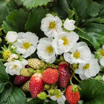 Fragaria x ananassa Berried Treasure® 'White'