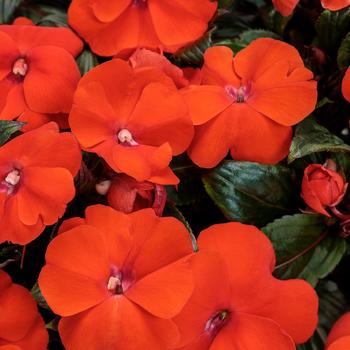 Impatiens hawkeri Infinity® 'Orange'