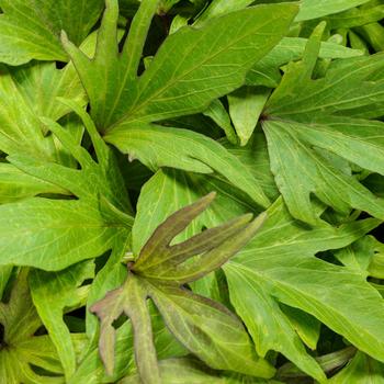 Ipomoea batatas Proven Accents® 'Sweet Caroline Medusa™ Green'