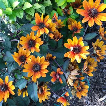 Heliopsis helianthoides var. scabra 'Bleeding Hearts'