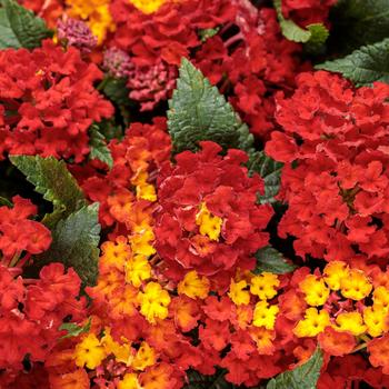 Lantana camara Luscious® 'Royale Red Zone™'