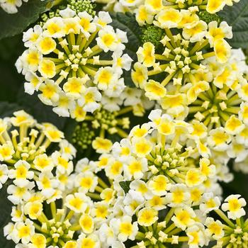 Lantana camara 'LANZ0004' PP24641, Can 4647