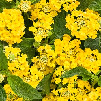 Lantana camara 'G12164' PP27377 Can 5308