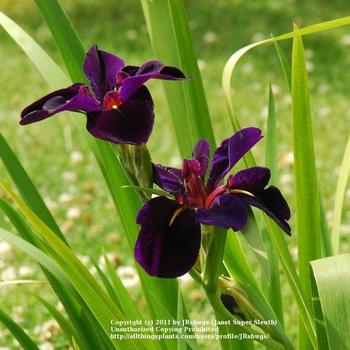 Iris pseudacorus 'Enfant Prodige' 