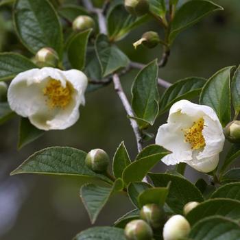 Stewartia sinensis