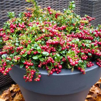 Vaccinium vitis-idaea 'Red Candy' PP22105