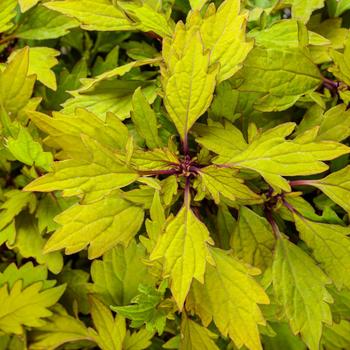 Coleus scutellarioides ColorBlaze® Royale Pineapple Brandy™