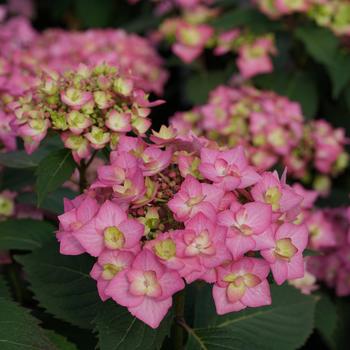 Hydrangea serrata