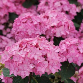 Hydrangea serrata Let's Dance Cancan™ '' (164474)