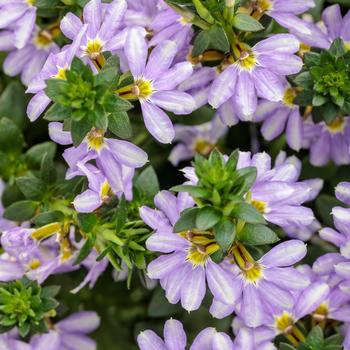 Scaevola aemula Whirlwind® Starlight™