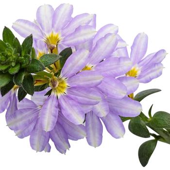 Scaevola aemula Whirlwind® Starlight™ '' (164477)