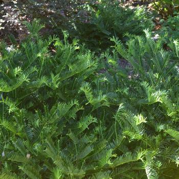 Cephalotaxus harringtonia 'Prostrata' 