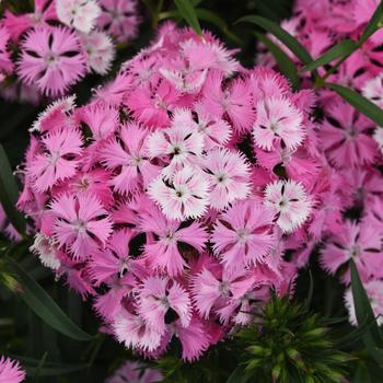 Dianthus 'Pink Magic' 