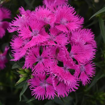 Dianthus 