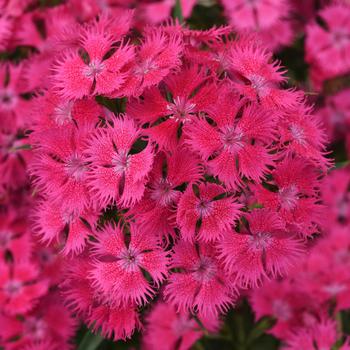 Dianthus 