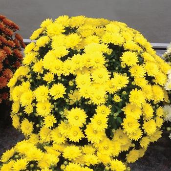 Chrysanthemum grandiflorum 'Paradiso Yellow' 