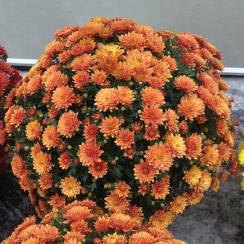 Chrysanthemum grandiflorum 'Paradiso Bronze' 