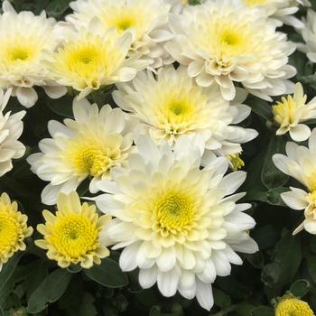 Chrysanthemum grandiflorum 'Paradiso White' 