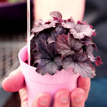 Heucherella 'Indigo Frost' PPAF