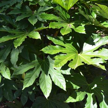 Fatsia japonica 