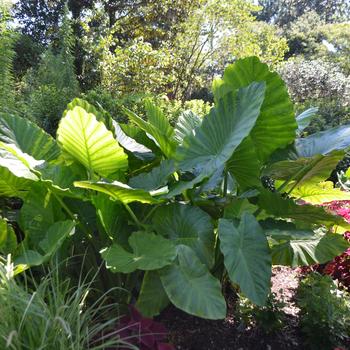 Alocasia x calidora