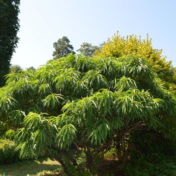 Prunus persica 'Double Red' 