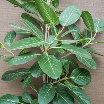 Ficus benghalensis 'Audrey' 