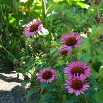 Echinacea purpurea 'Vintage Wine' 