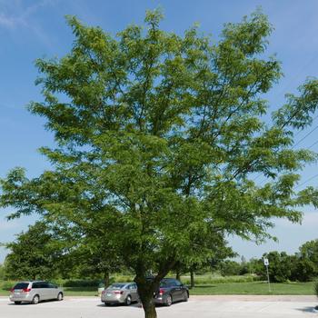 Gleditsia triacanthos var. inermis 'Skycole' 