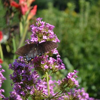 Phlox paniculata 'Jeana' 