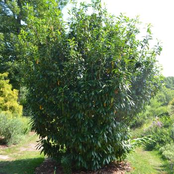 Heteropterys glabra '' (164756)