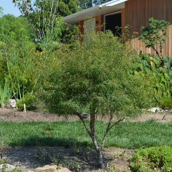 Acer palmatum 'Koto-no-ito' 