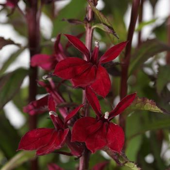 Lobelia x speciosa