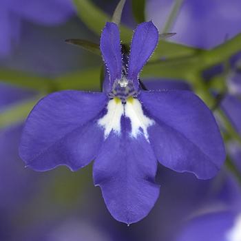 Lobelia erinus 'Heat Upright Cobalt Blue' 