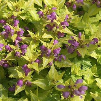 Lamium album