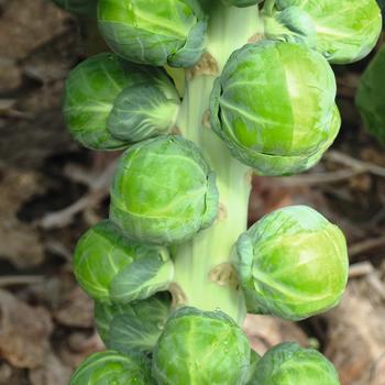Brassica oleracea var. gemmifera 'Dagan' 