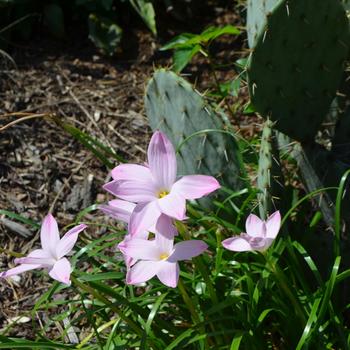 Zephyranthes robusta 