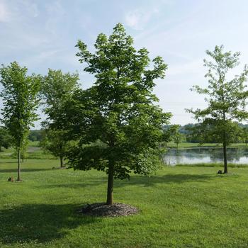 Acer truncatum x platanoides 'Warrenred' 