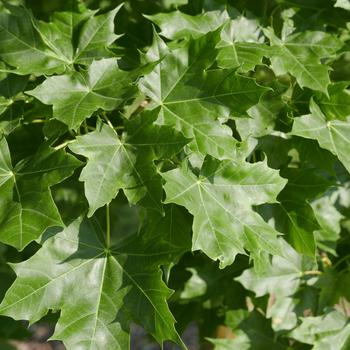 Acer truncatum x platanoides 'Pacific Sunset®' (164848)
